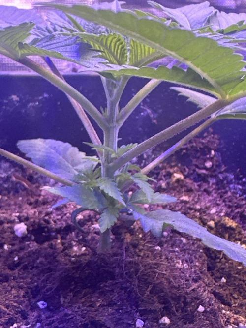 SUPER MONSTER. Week 2 - Day 17 The 4th node is starting to develop
