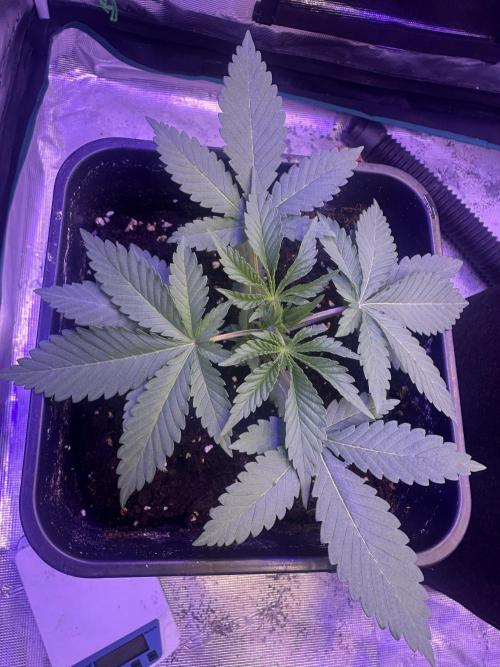 Janeco-Light-Mix. Week 2