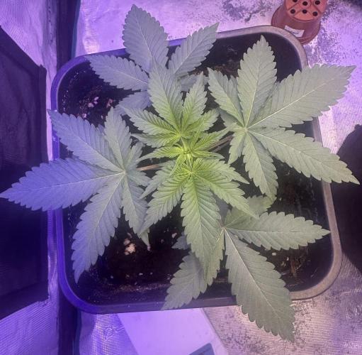 Janeco-Light-Mix. Week 2