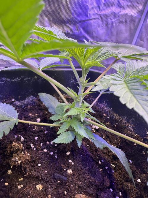 SUPER MONSTER. Week 2 - The 5th node is starting to develop , day 19 (23/7)