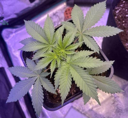 SUPER MONSTER. Week 2 - Day 20 (24/7)