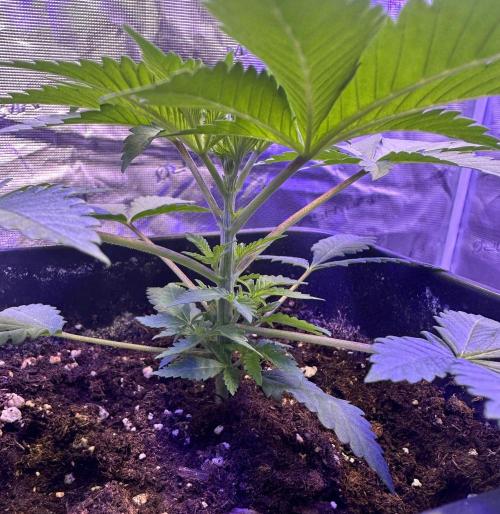 SUPER MONSTER. Week 2 - Day 20 (24/7)