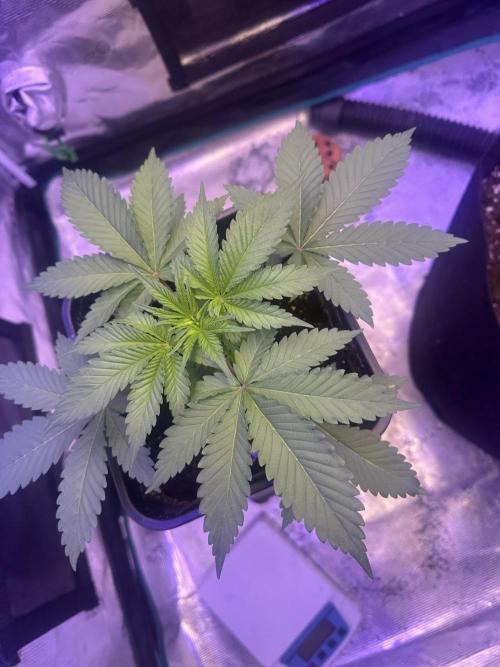 SUPER MONSTER. Week 3 - Day 21 