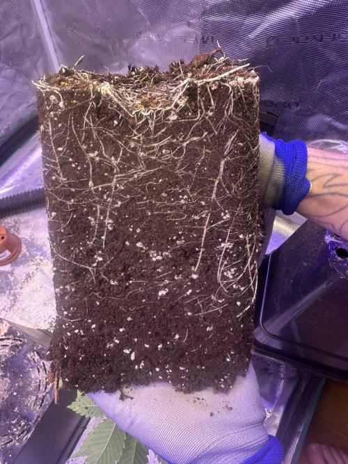 SUPER MONSTER. Week 3 - day 21, veg day 15