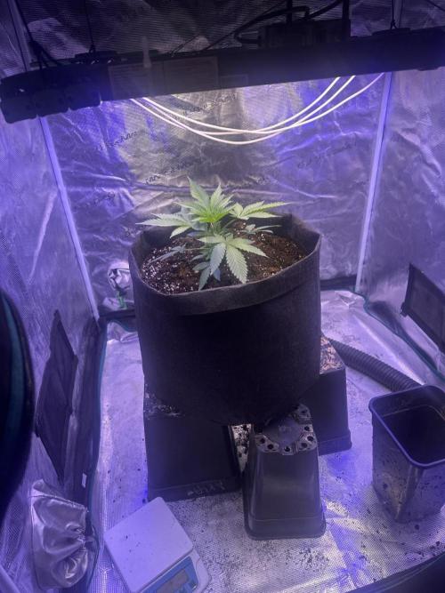 SUPER MONSTER. Week 3 - 25/7/2026