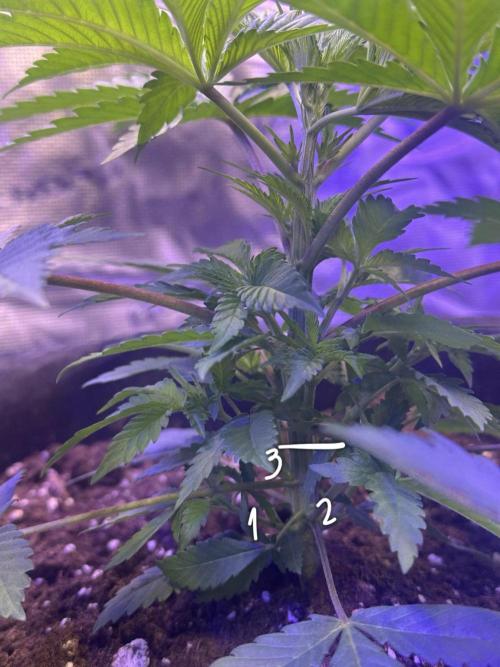 SUPER MONSTER. Week 3 - Day 24, veg day 18(28/7/2026