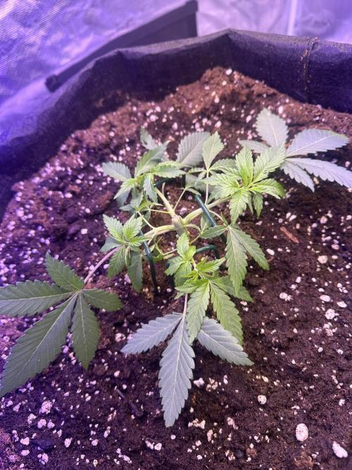 SUPER MONSTER. Week 3 - Day 24, veg day 18(28/7/2026