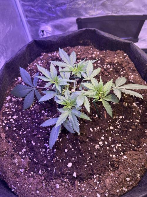 Janeco-Light-Mix. Week 3