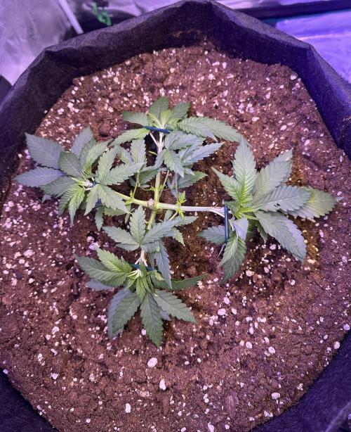 SUPER MONSTER. Week 3 - Veg day 21 (31/7)