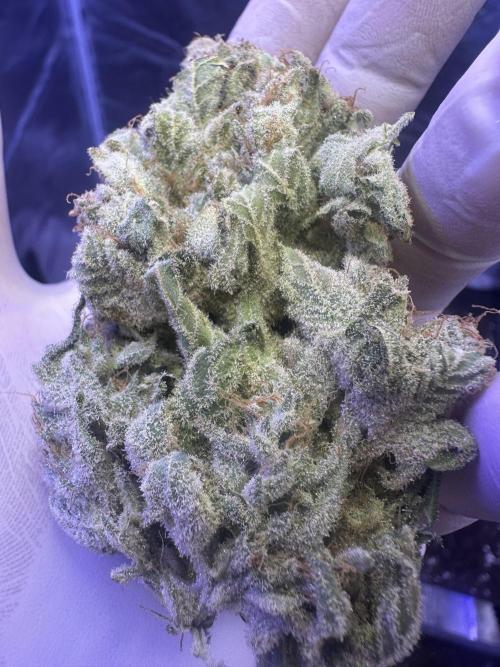 Super Boof. Week 19