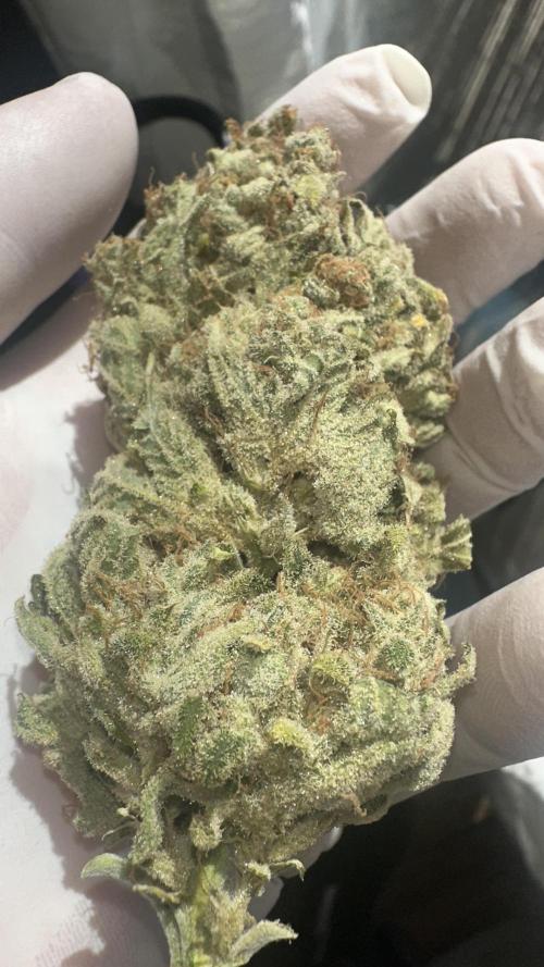 Super Boof. Week 19
