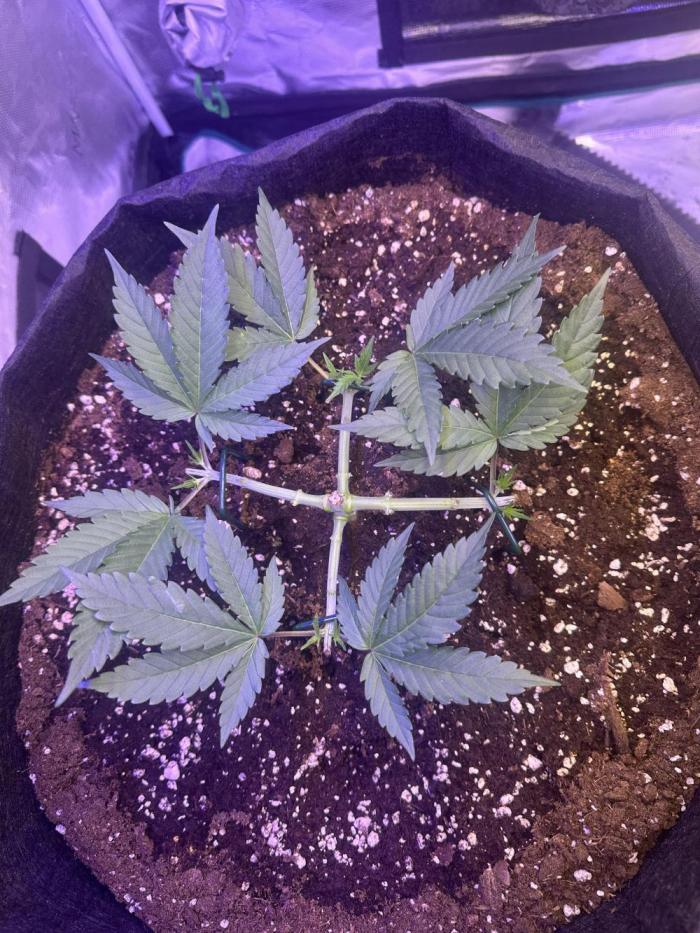 SUPER MONSTER. Week 4 - 3/8