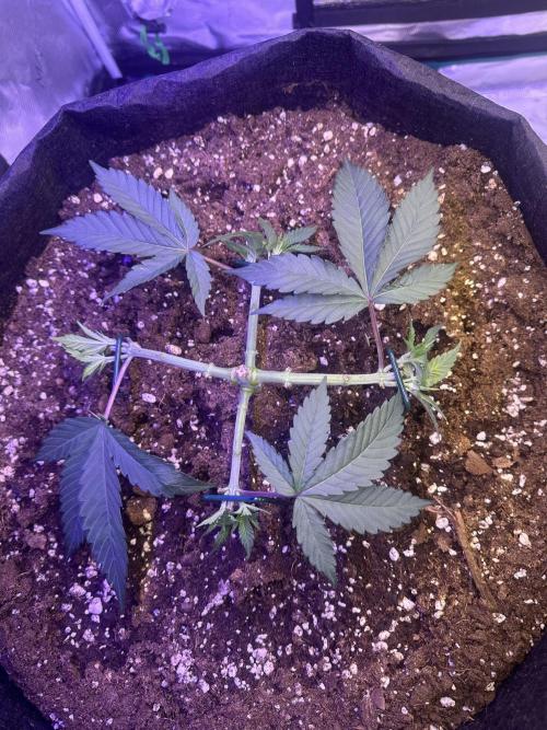 SUPER MONSTER. Week 4 - 5/8/26 Veg day 26
