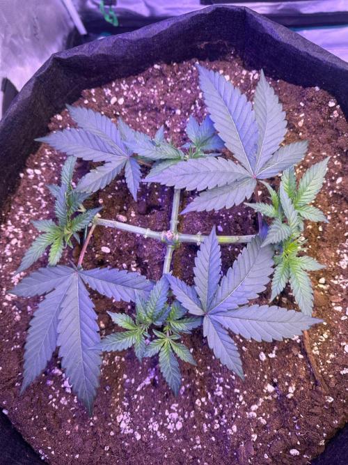 SUPER MONSTER. Week 4 - Veg day 28 / 34🌱