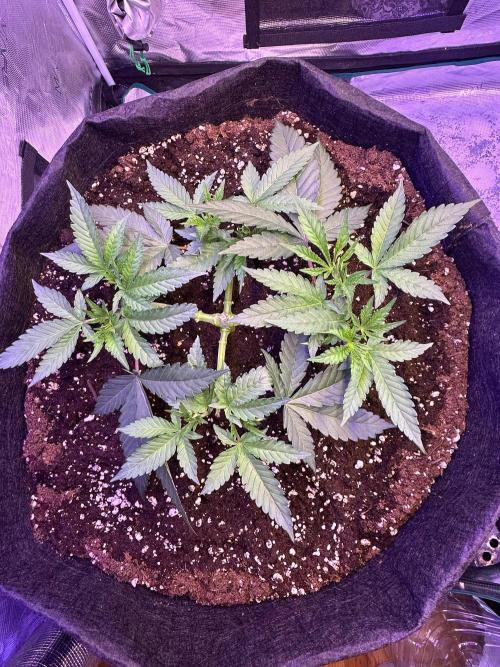 SUPER MONSTER. Week 5 - 8/8