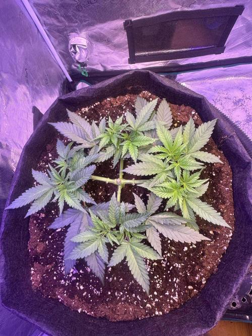 SUPER MONSTER. Week 5 - veg day 30 (9/8/26)