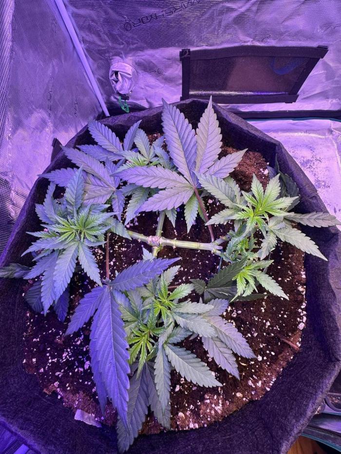 SUPER MONSTER. Week 6 - Day 37 , 16/8 