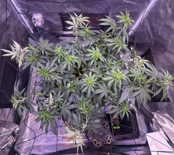 SUPER MONSTER. Week 11 - Day 71 veg