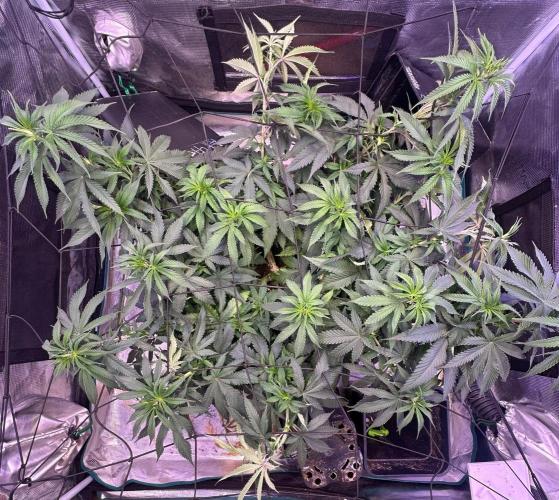 SUPER MONSTER. Week 11