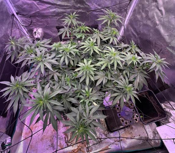 Janeco-Light-Mix. Week 11