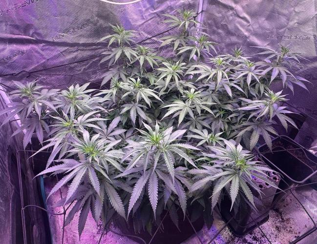 Janeco-Light-Mix. Week 12