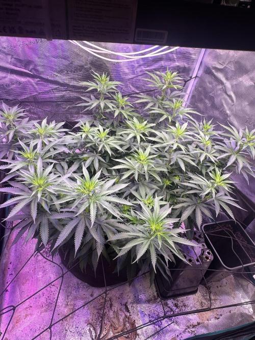 SUPER MONSTER. Week 12