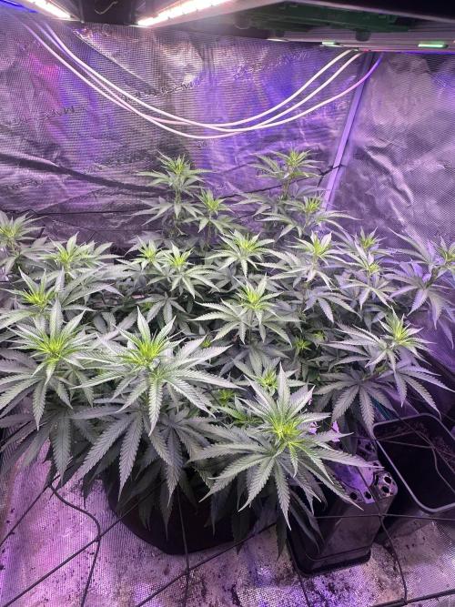 SUPER MONSTER. Week 12