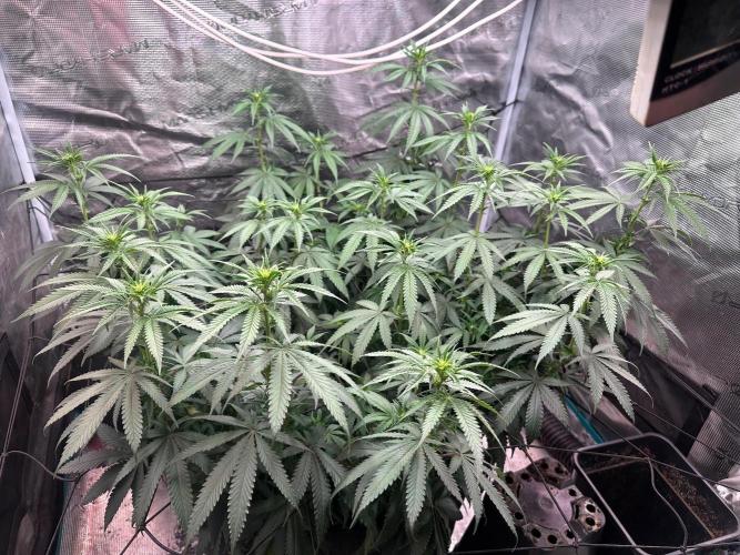 SUPER MONSTER. Week 13