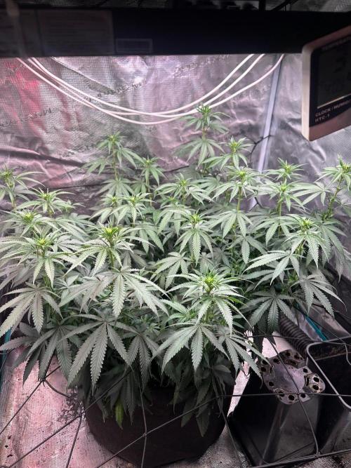 SUPER MONSTER. Week 13