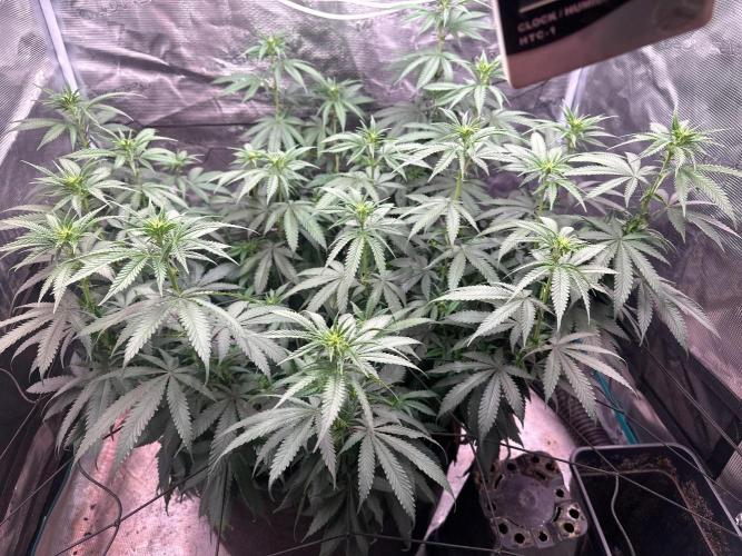 SUPER MONSTER. Week 13