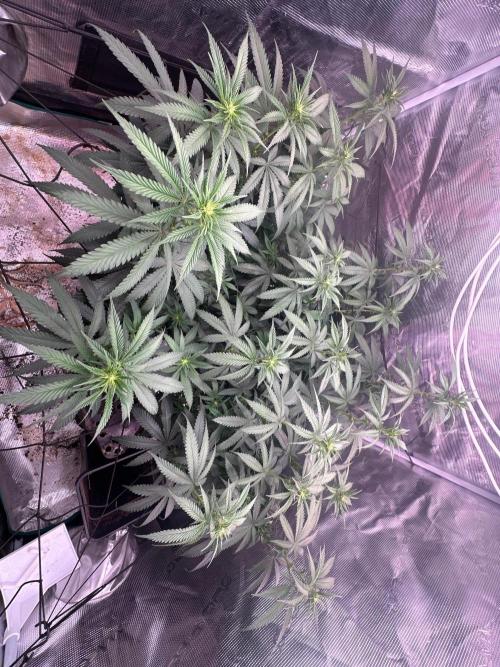 SUPER MONSTER. Week 13