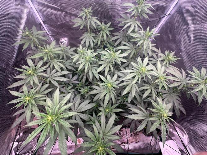 SUPER MONSTER. Week 13 - Day 9 flora