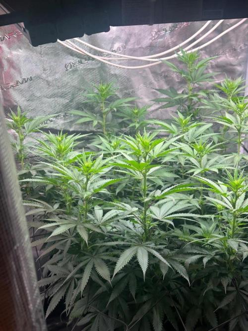 SUPER MONSTER. Week 13 - 10 flora 