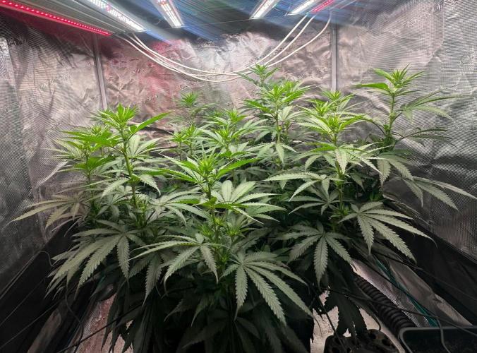 SUPER MONSTER. Week 13 - Dia 10 flowering