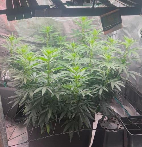 SUPER MONSTER. Week 13 - 10 flora