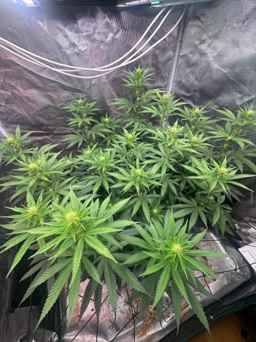 SUPER MONSTER. Week 14 - Day 15