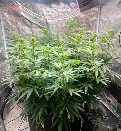 SUPER MONSTER. Week 14 - Day 15