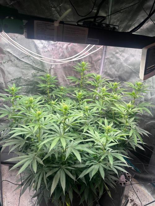 SUPER MONSTER. Week 14 - Day 15