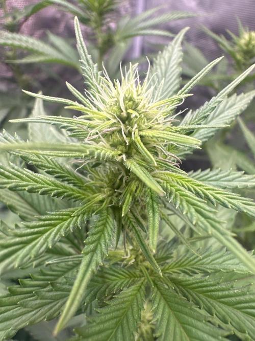Janeco-Light-Mix. Week 14