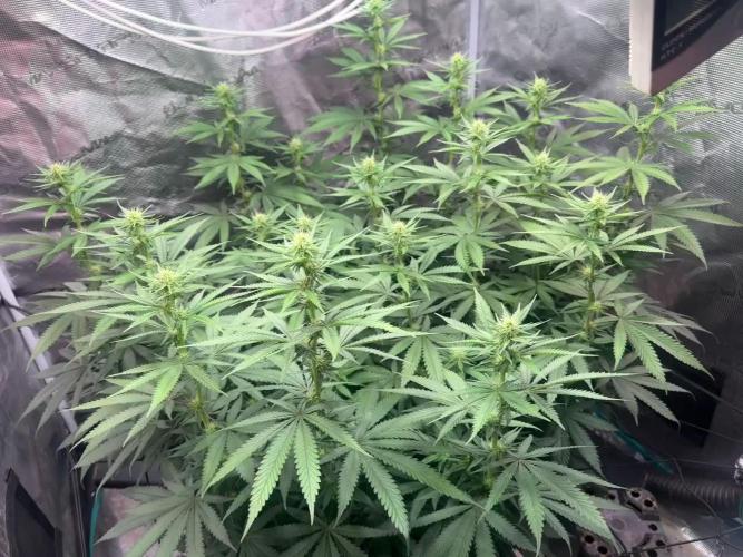 Janeco-Light-Mix. Week 14