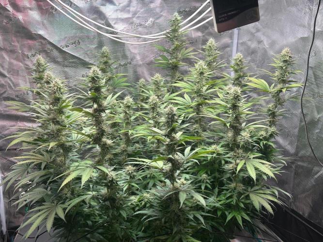 SUPER MONSTER. Week 16 - Day 31