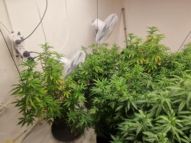 Multi Strain Seed Run. Week 9