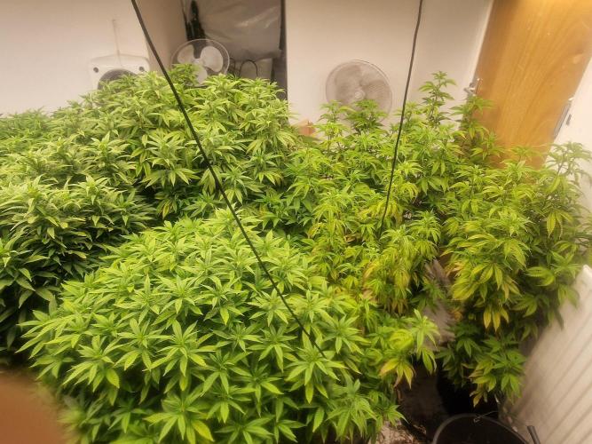 Multi Strain Seed Run. Week 9