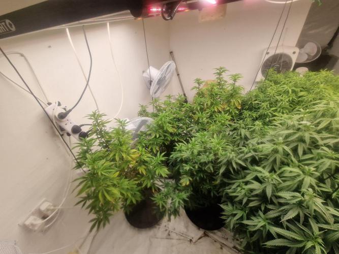 Multi Strain Seed Run. Week 9