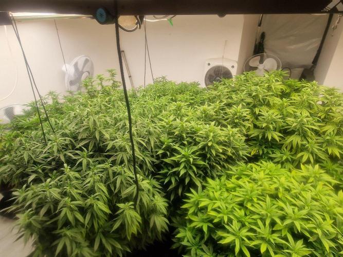 Multi Strain Seed Run. Week 9