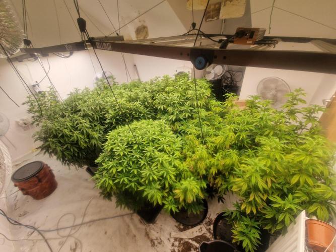 Multi Strain Seed Run. Week 9