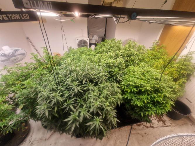 Multi Strain Seed Run. Week 9