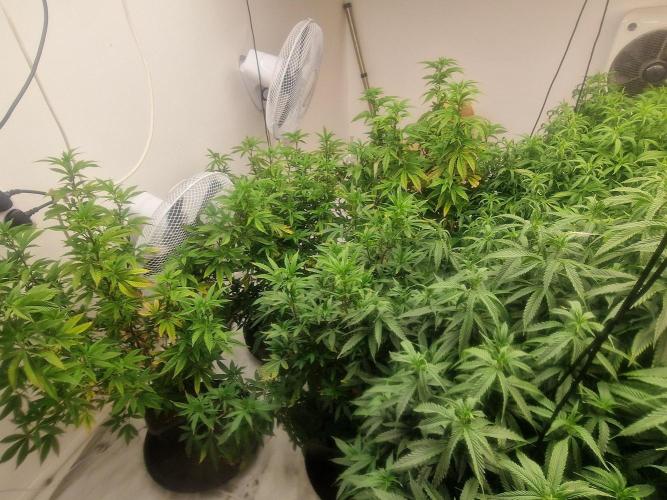 Multi Strain Seed Run. Week 9