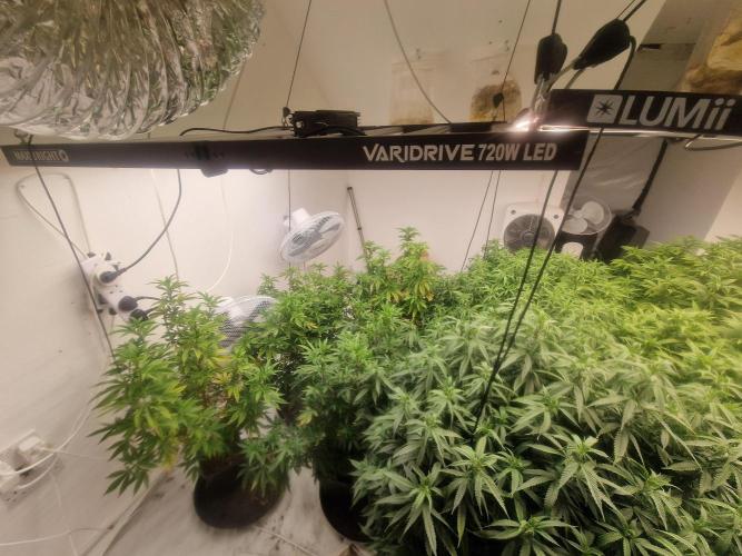 Multi Strain Seed Run. Week 9