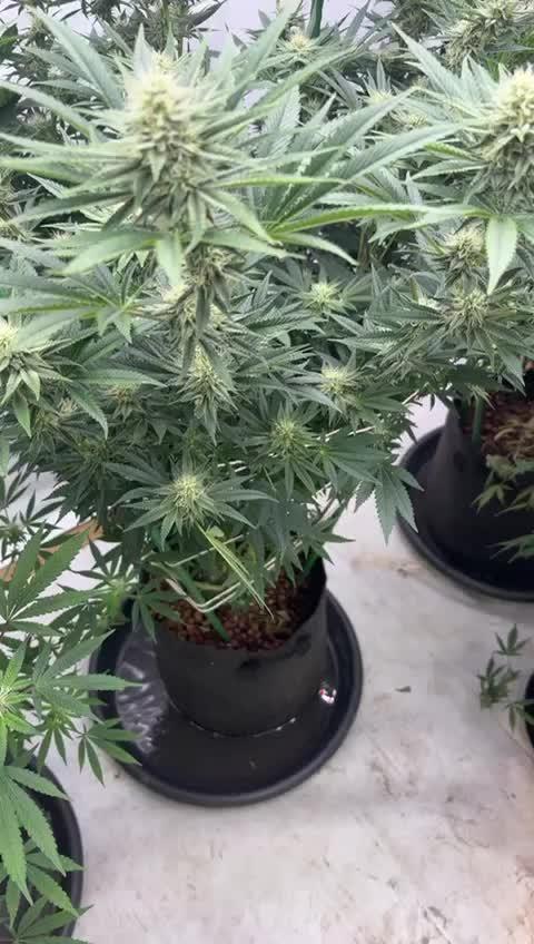 Rainbow Melon Gen1:11
